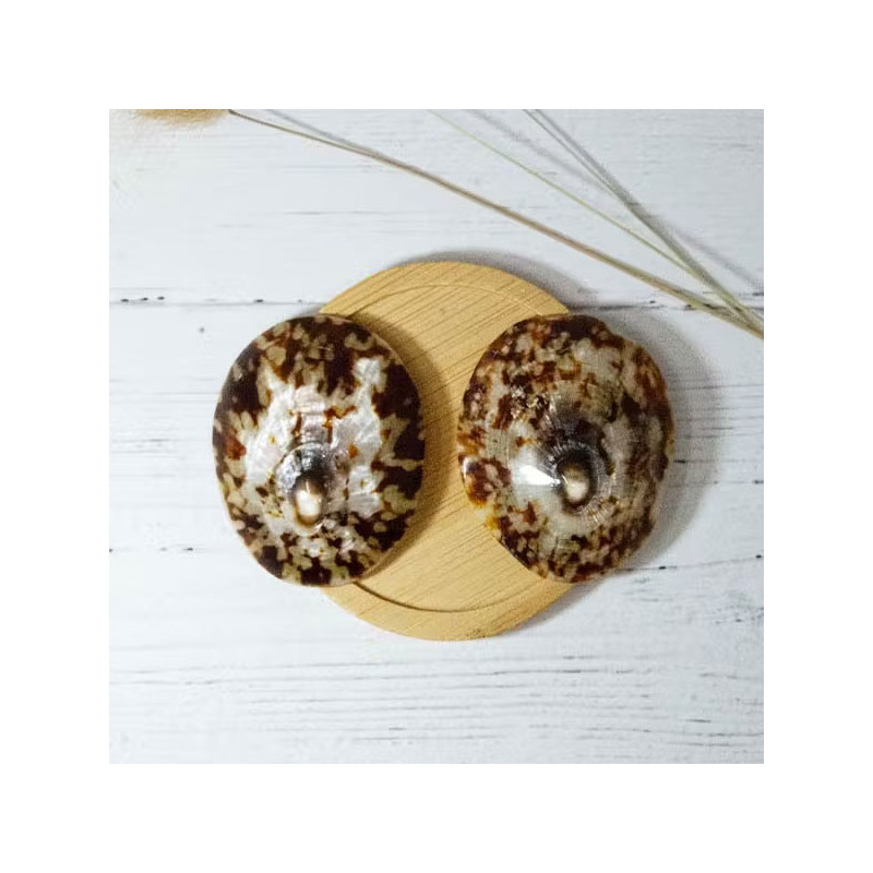 Coquillage d'allaitement mammaire - Tous nos produits
