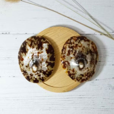 Coquillage d'allaitement mammaire - Tous nos produits Coquillage d'allaitement mammaire - Tous nos produits