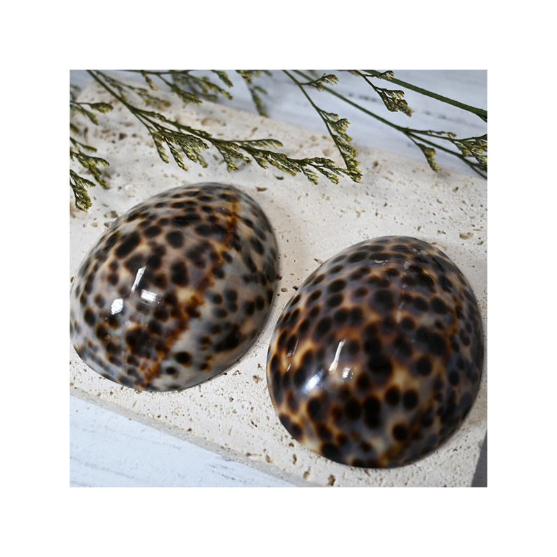 Paire de coquillage d'allaitement Brillant -