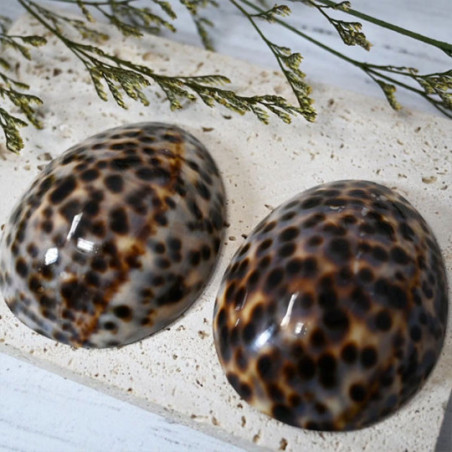 Paire de coquillage d'allaitement Brillant -