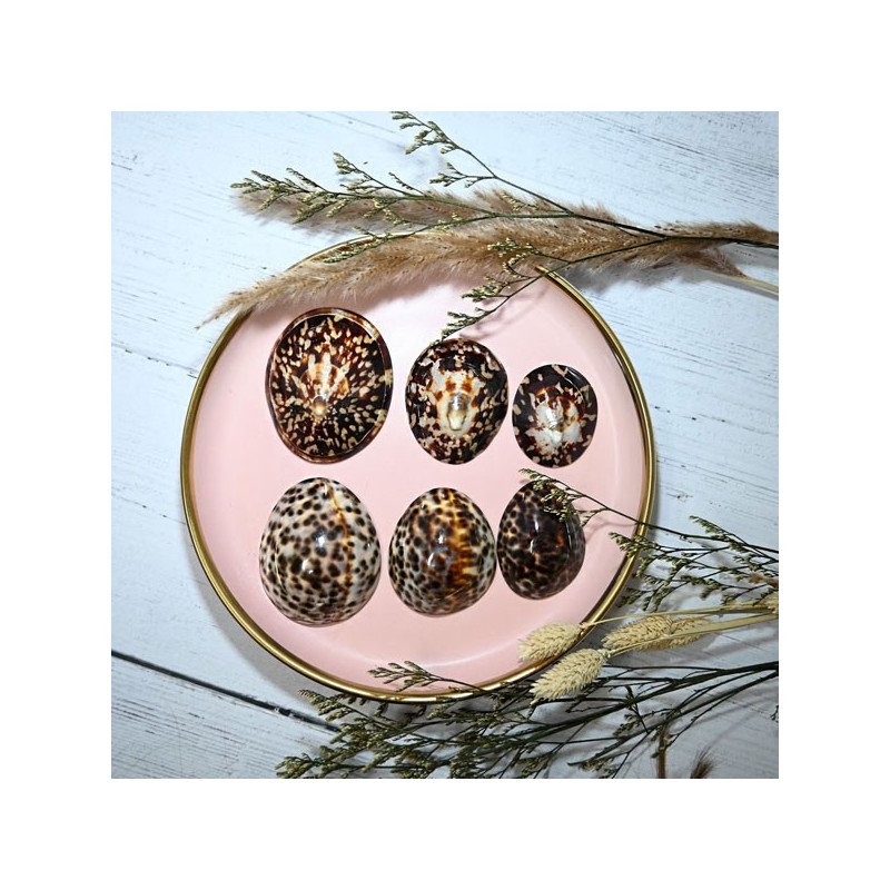 Paire de coquillage d'allaitement Brillant -