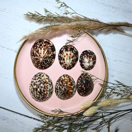 Paire de coquillage d'allaitement Brillant - Paire de coquillage d'allaitement Brillant -